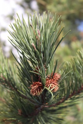 Pinus pungens - borovice pichlavá - jehlice a samičí šištice